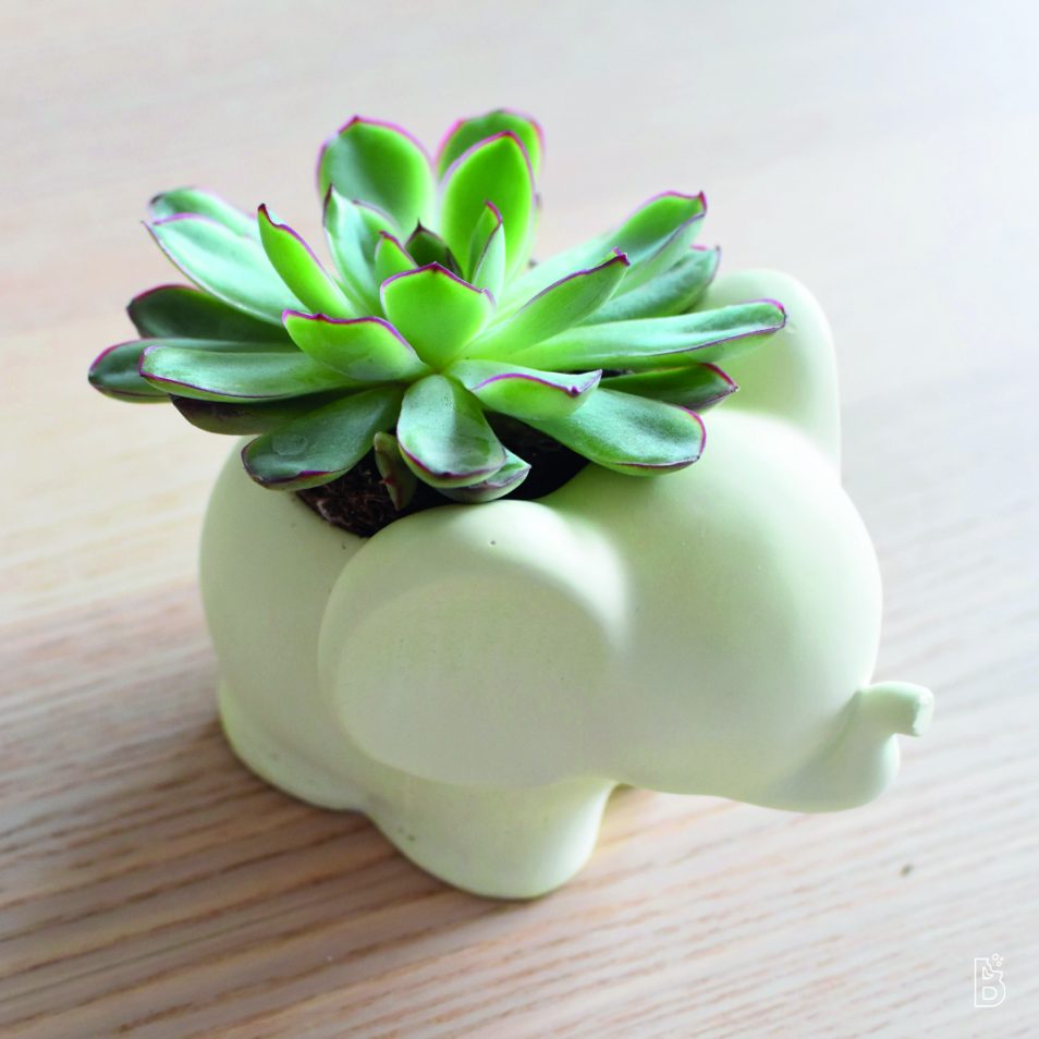 Mini pot de fleurs éléphant - Biscuit Design